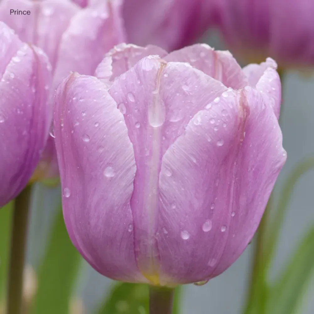 Tulipán Light Pink Prince