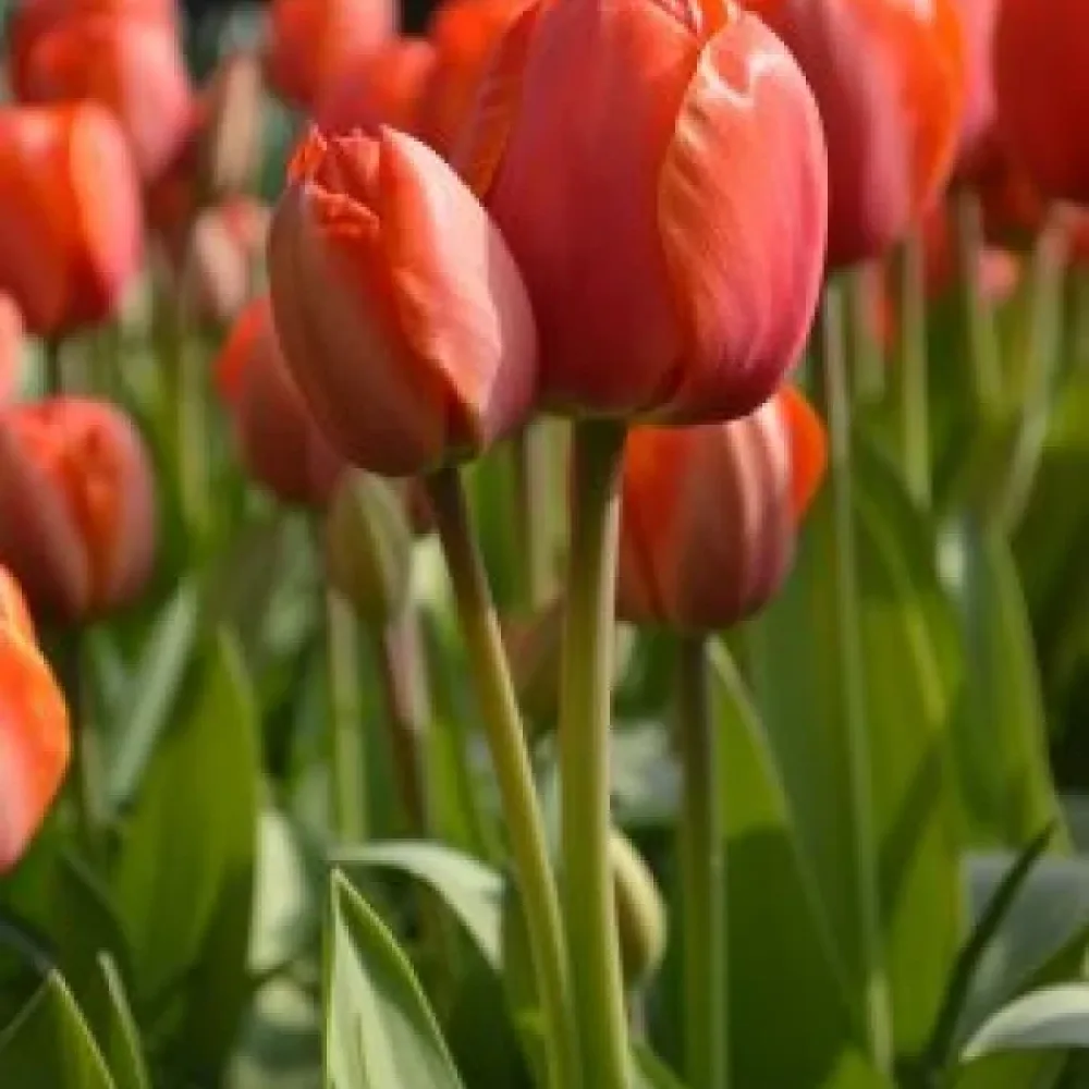 Tulipán Ad Rem (narancssárga)