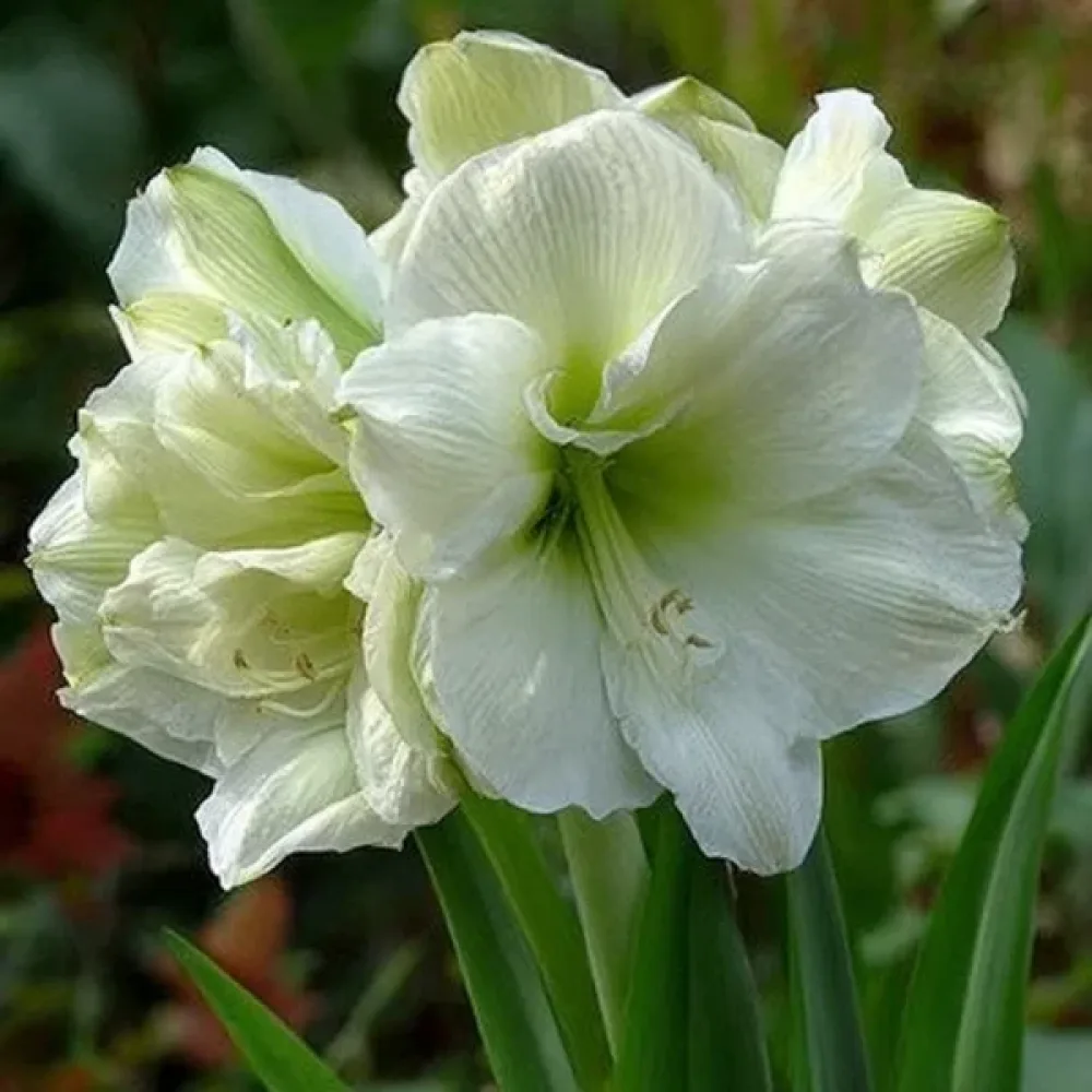 Amarillisz Marilyn (piros)