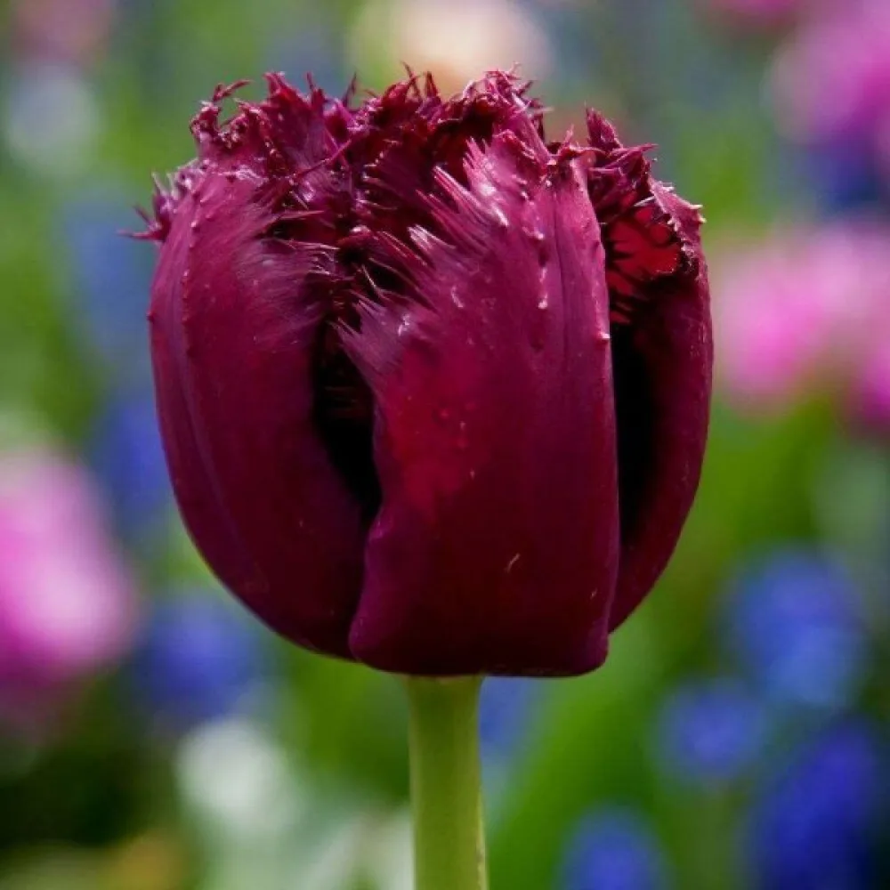 Tulipán Gorilla (lila)