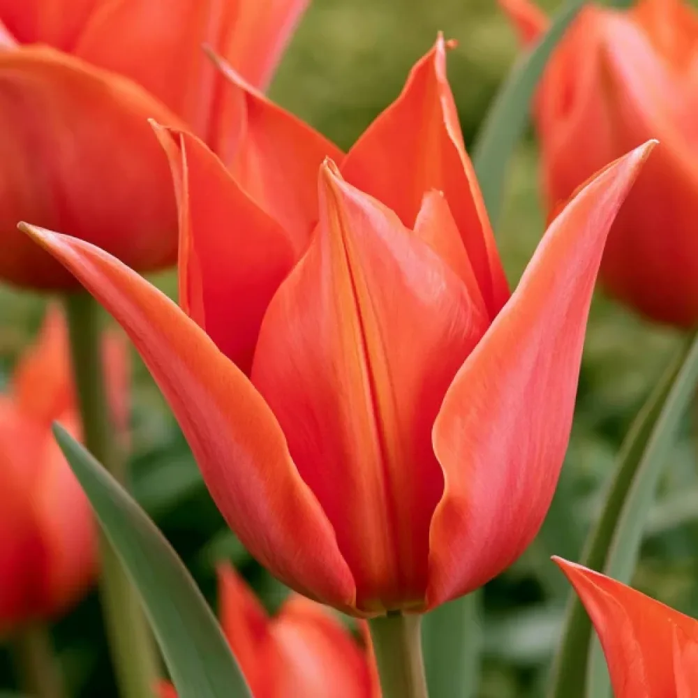 Tulipán Rigas Barikades (lila)