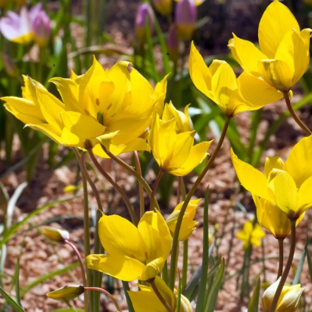 Tulipán Sylvestris (vad)
