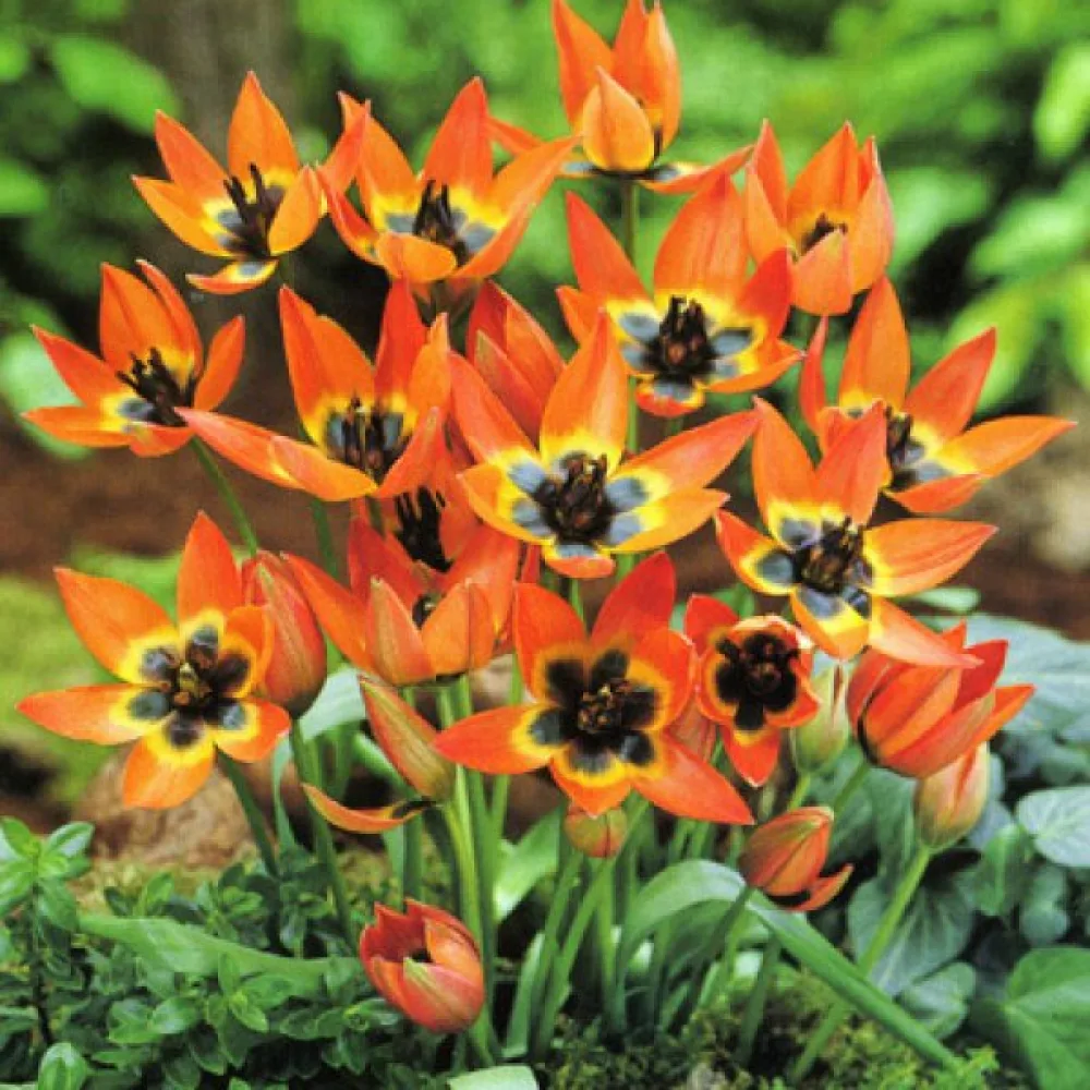 Tulipán Little Princess