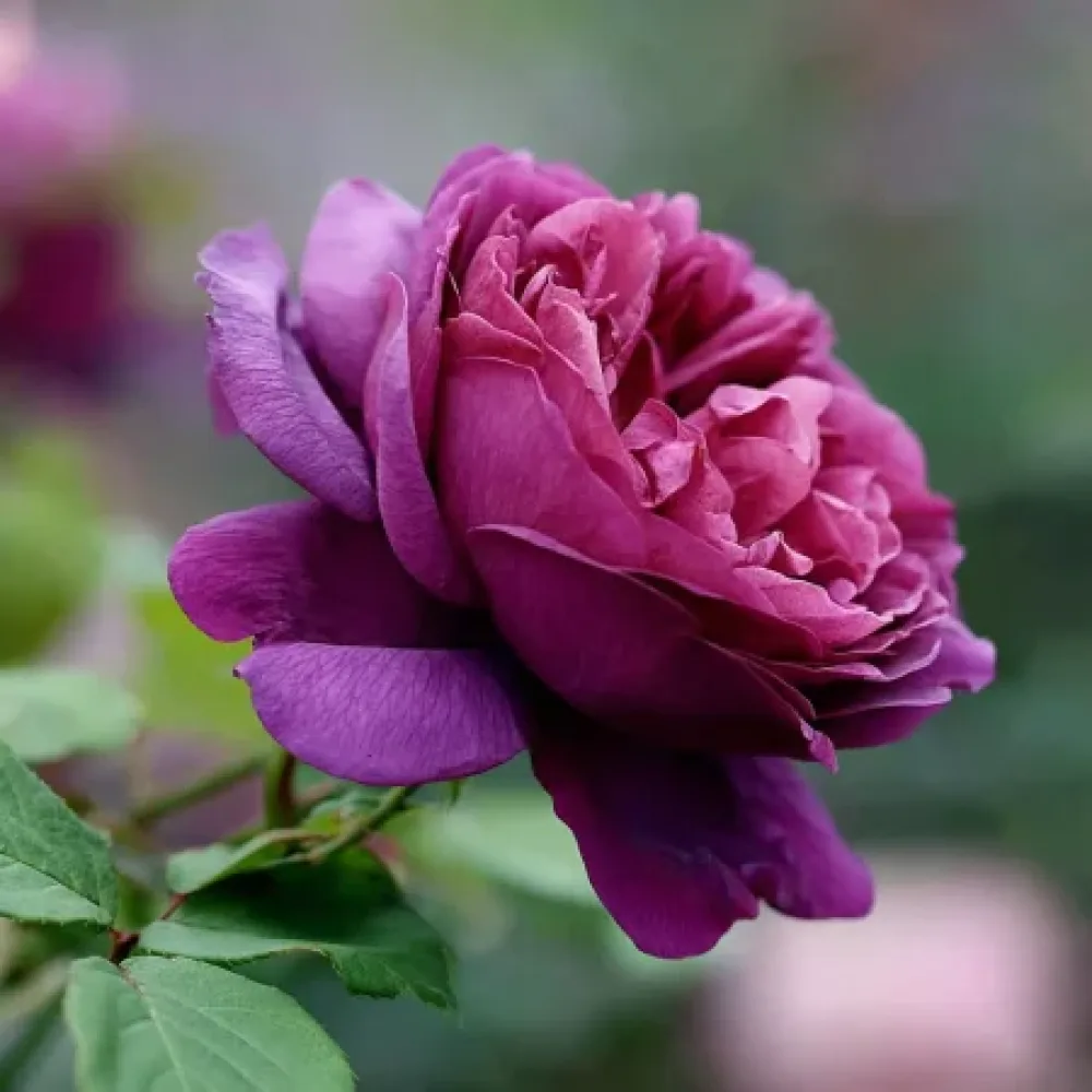 Rózsa Purple Harmony - szabadgyökerű