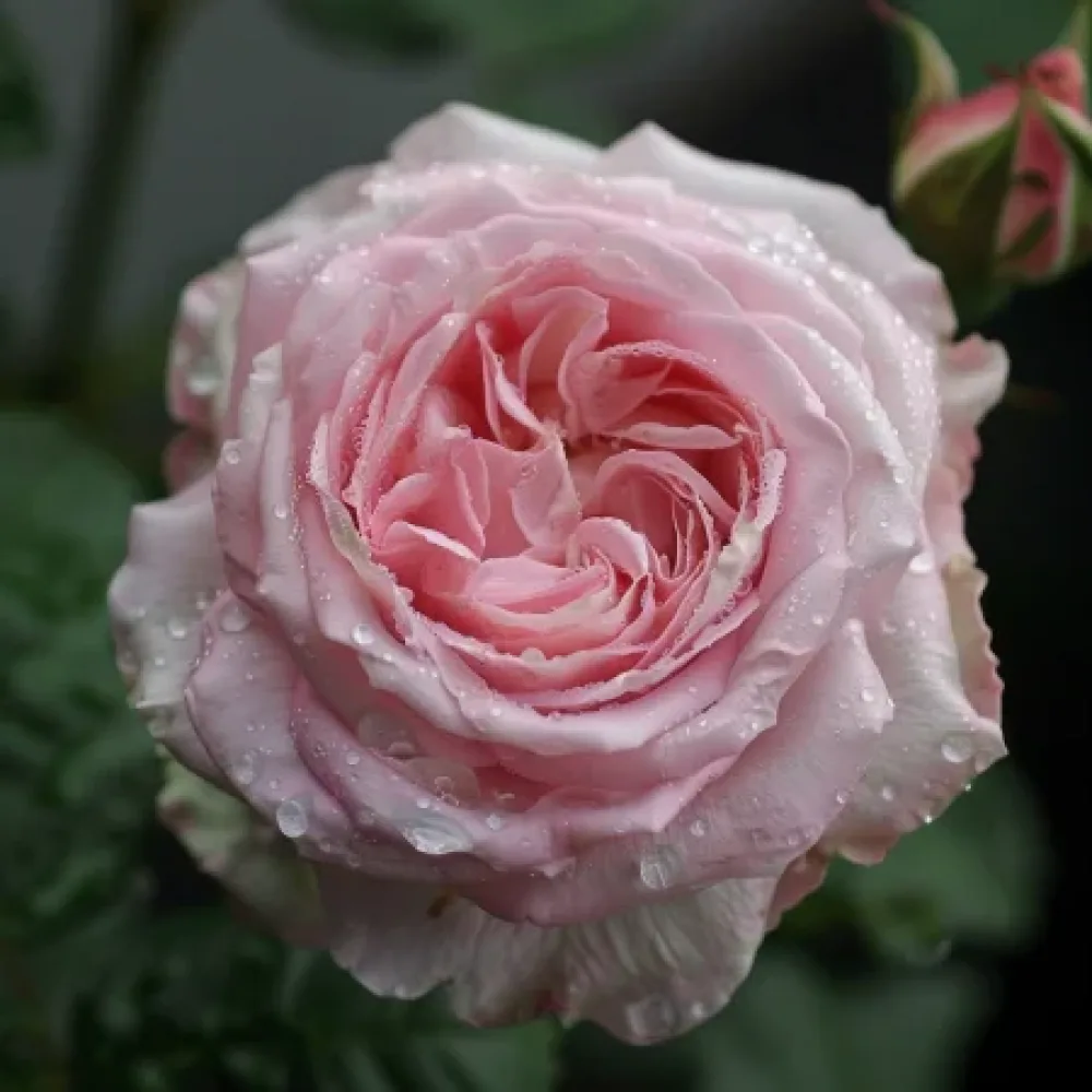 Rózsa Lightflora - szabadgyökerű