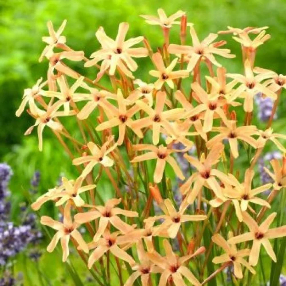 Ixia Paniculata Eos