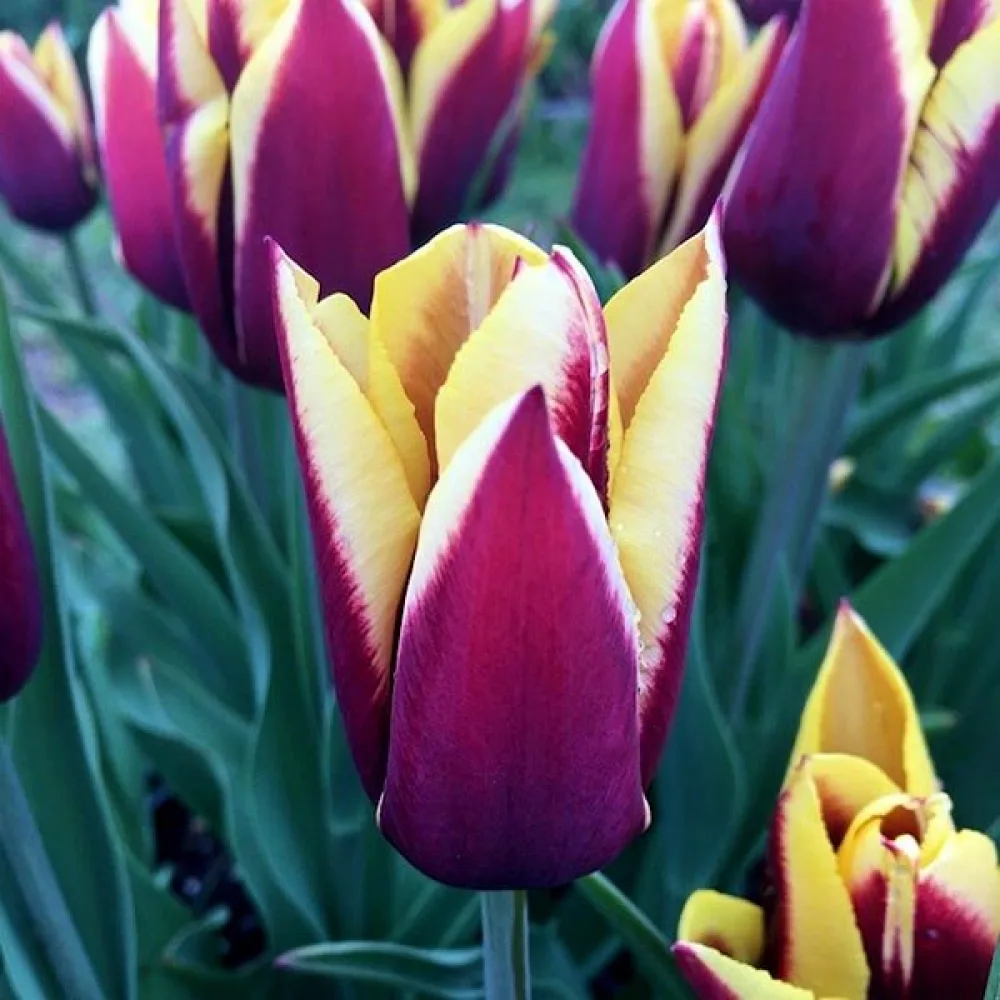 Tulipán Gavota (lila)