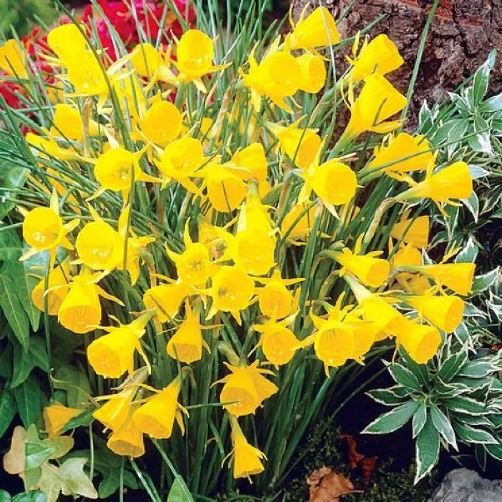 Nárcisz Golden Bells bulbocodium