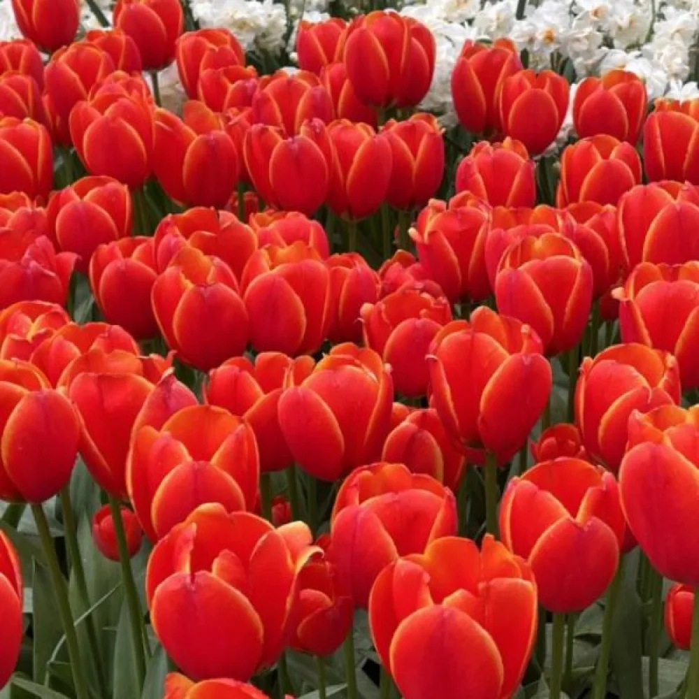 Tulipán Worlds Favourite