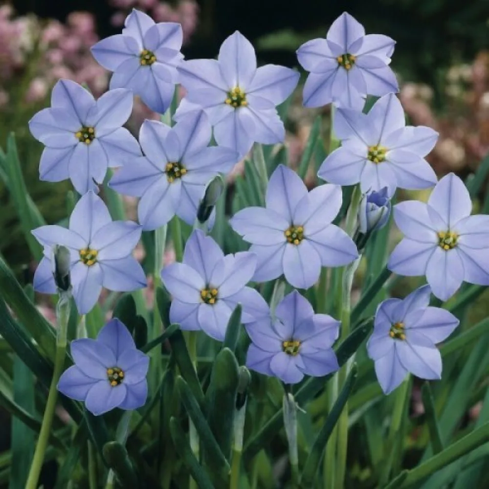 Ipheion uniflorum (lila)