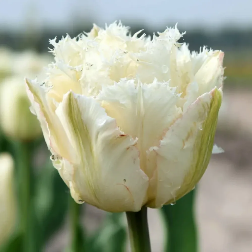 Tulipán Noordeinde (krémszínű)