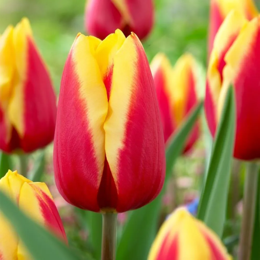 Tulipán JAN SEIGNETTE (piros)
