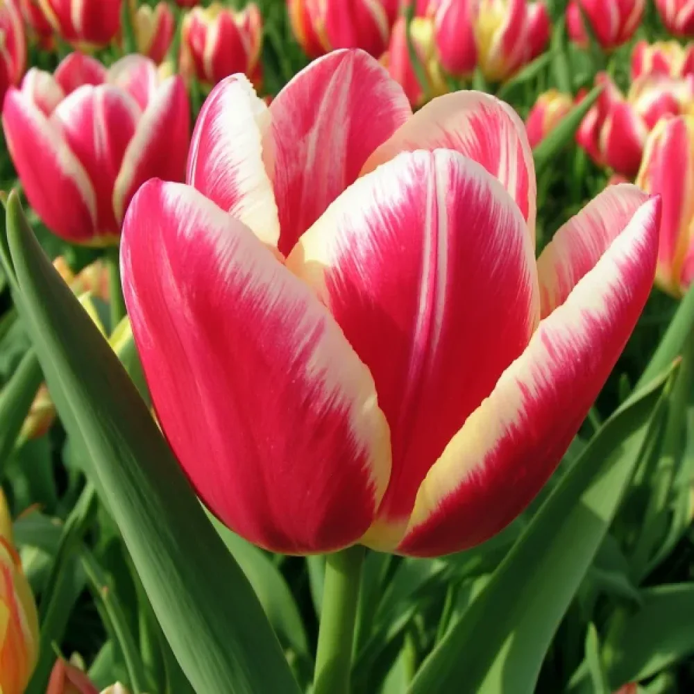 Tulipán One Love (rózsaszín)