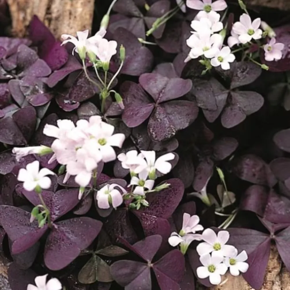 Madársóska Triangularis (háromszögletű, rózsaszín)