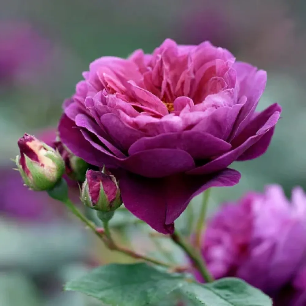 Rózsa Purple Harmony - szabadgyökerű