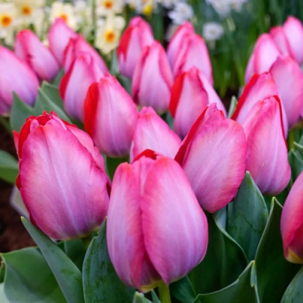 Tulipán Pink Sound