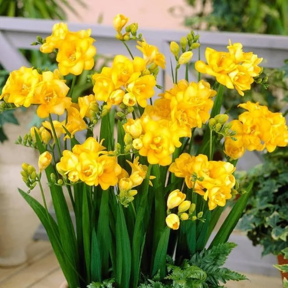 Frézia Double yellow (sárga fátyol)