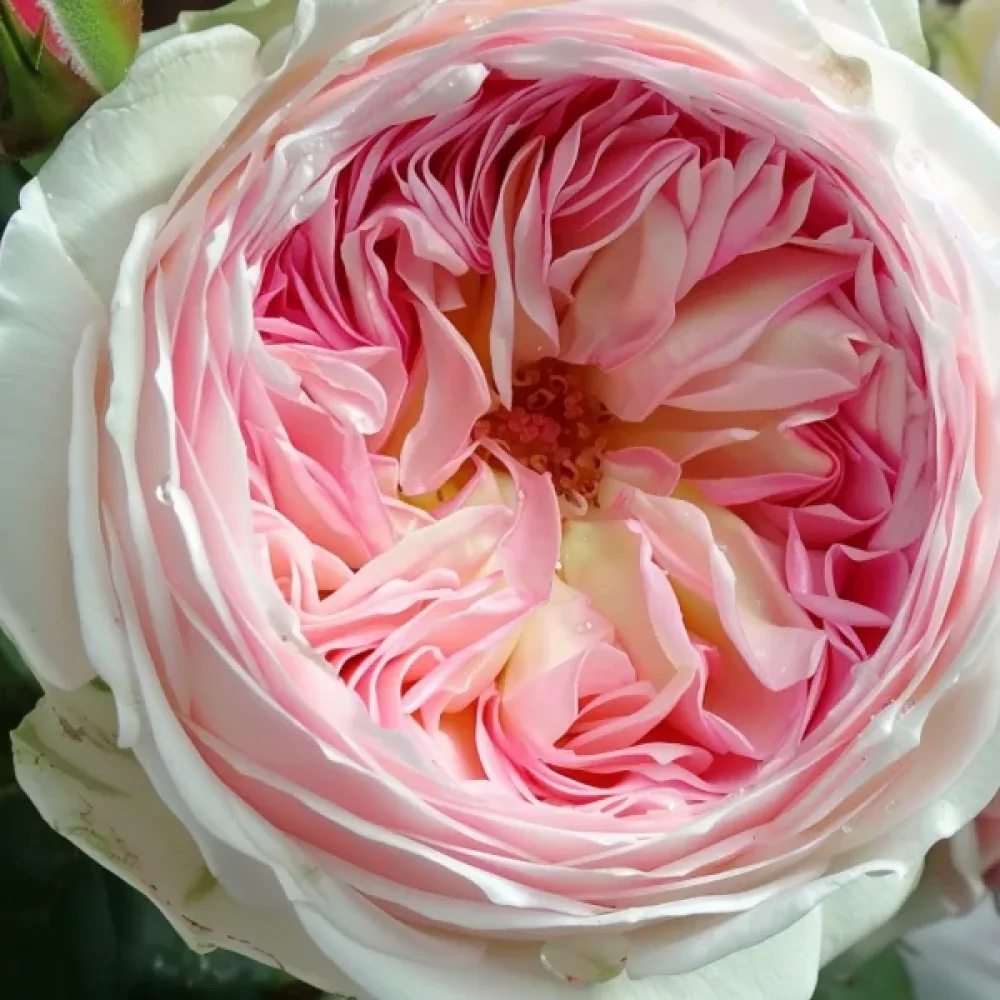 Rózsa Pink Melody