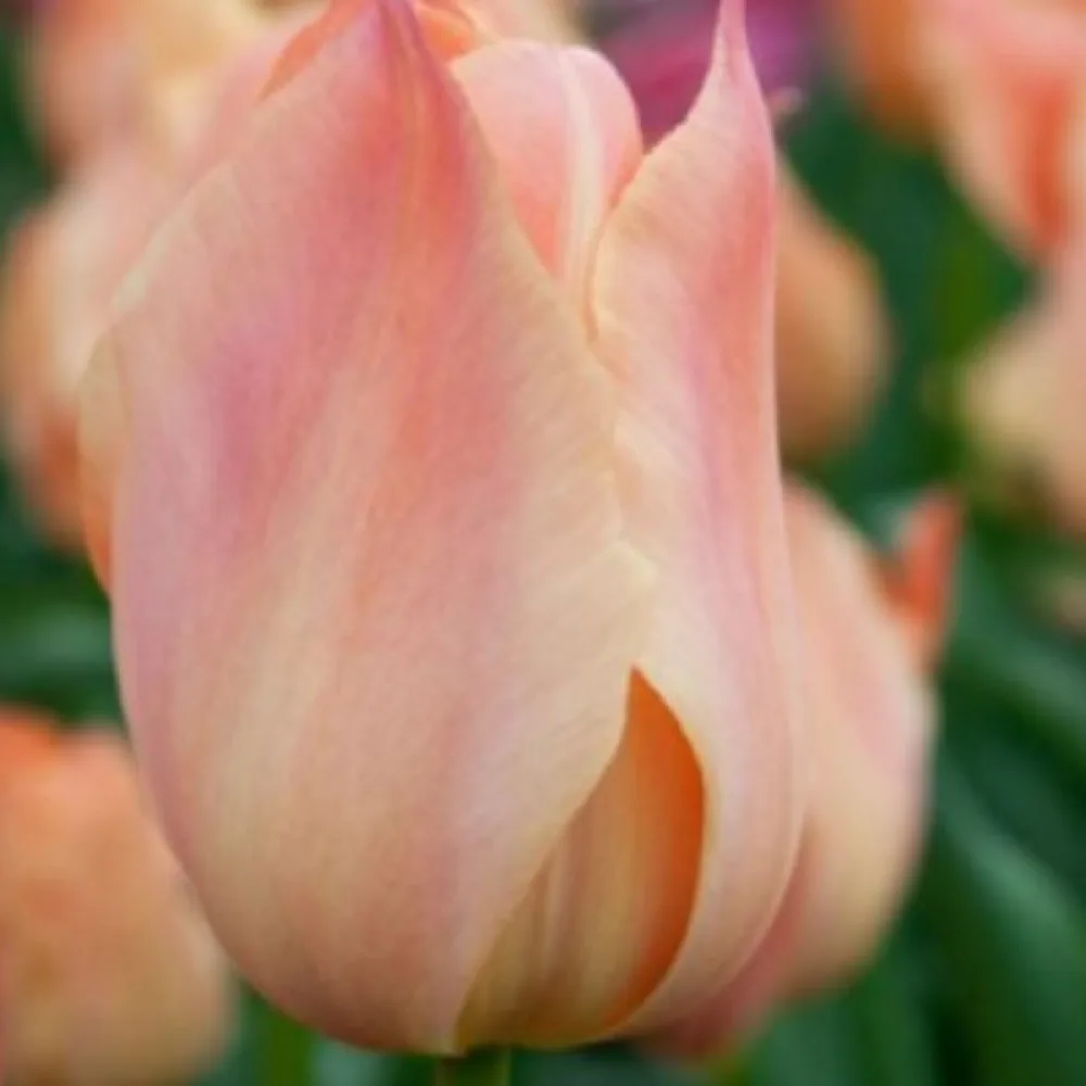 Tulipán Salmon Van Eijk