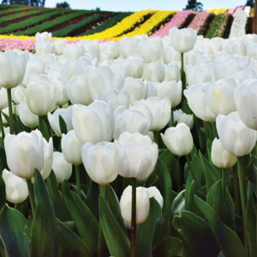 Tulipán Antarctica (fehér)