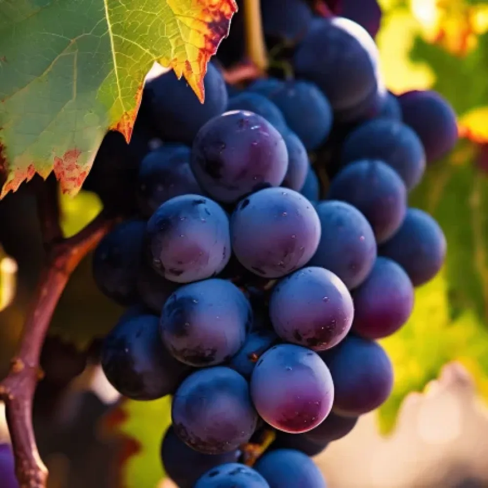 Szőlő Cabernet Sauvignon - korai érésű