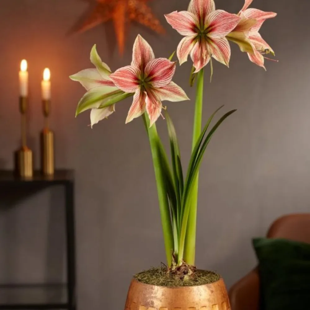 Amarillisz Exotic star