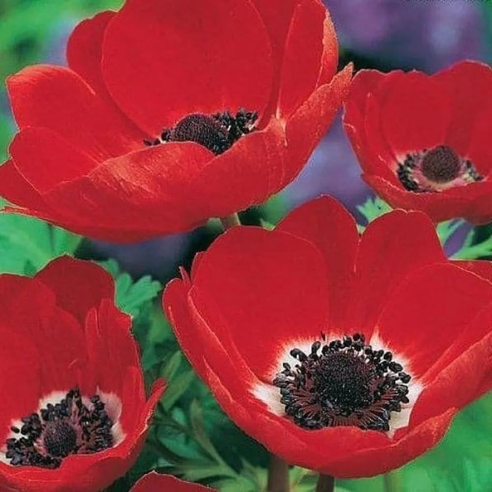 Szellőrózsa Coronaria Hollandia (piros)