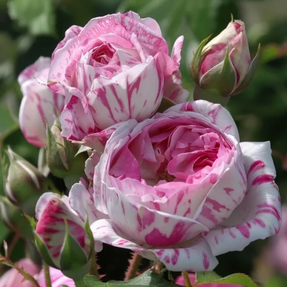 Rózsa Floral Whirl - szabadgyökerű
