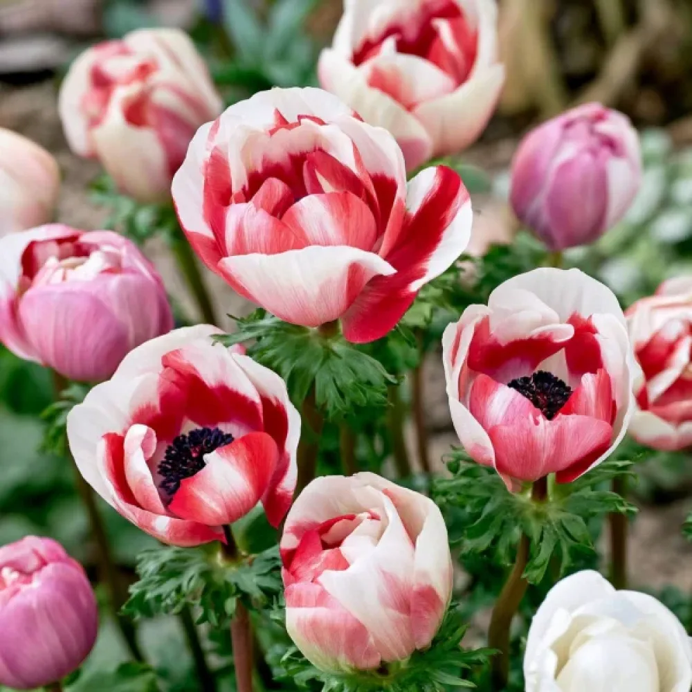 Anemóna Bicolor Duet Coronaria (kétszínű)