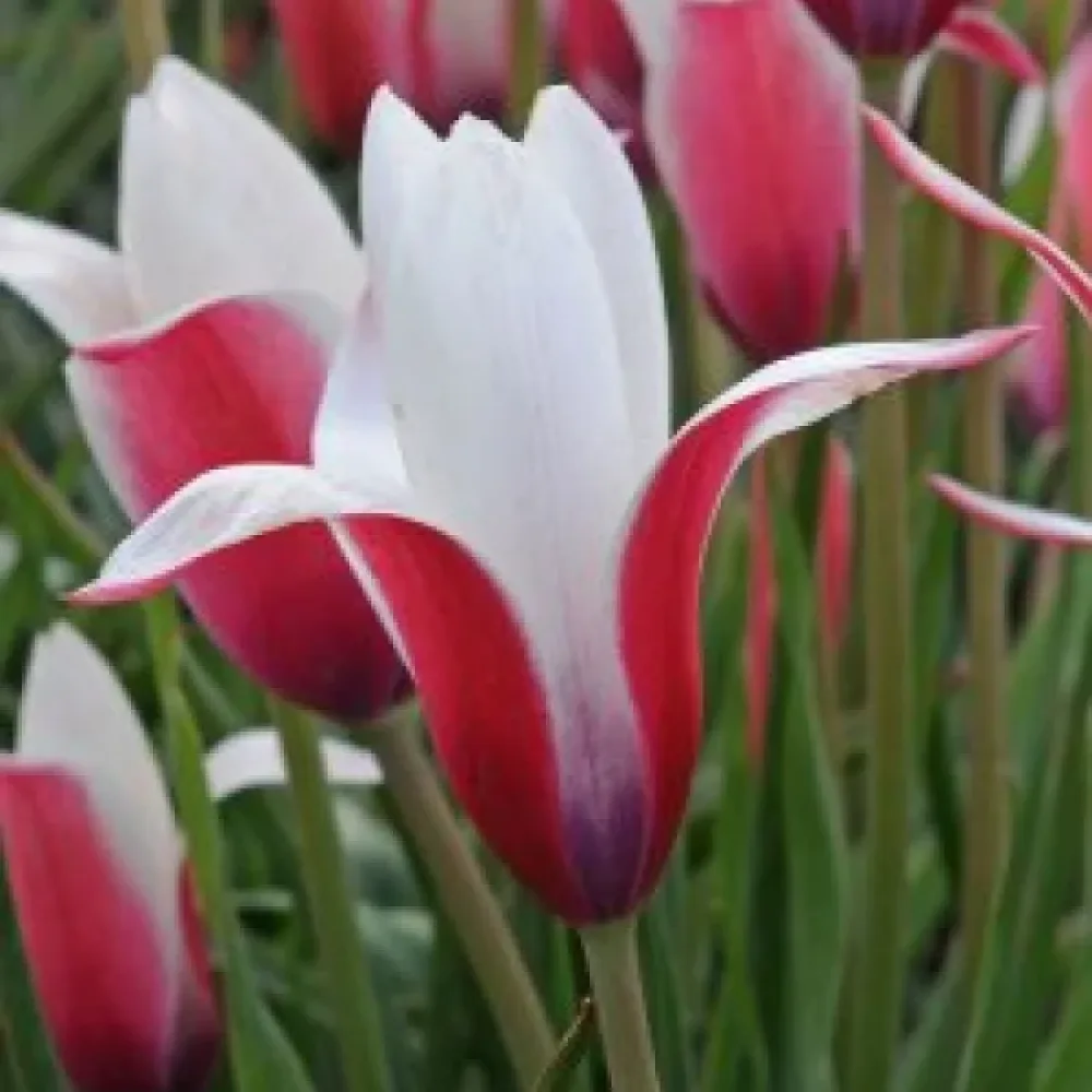 Tulipán Clusiana Peppermint Stick (mentás)