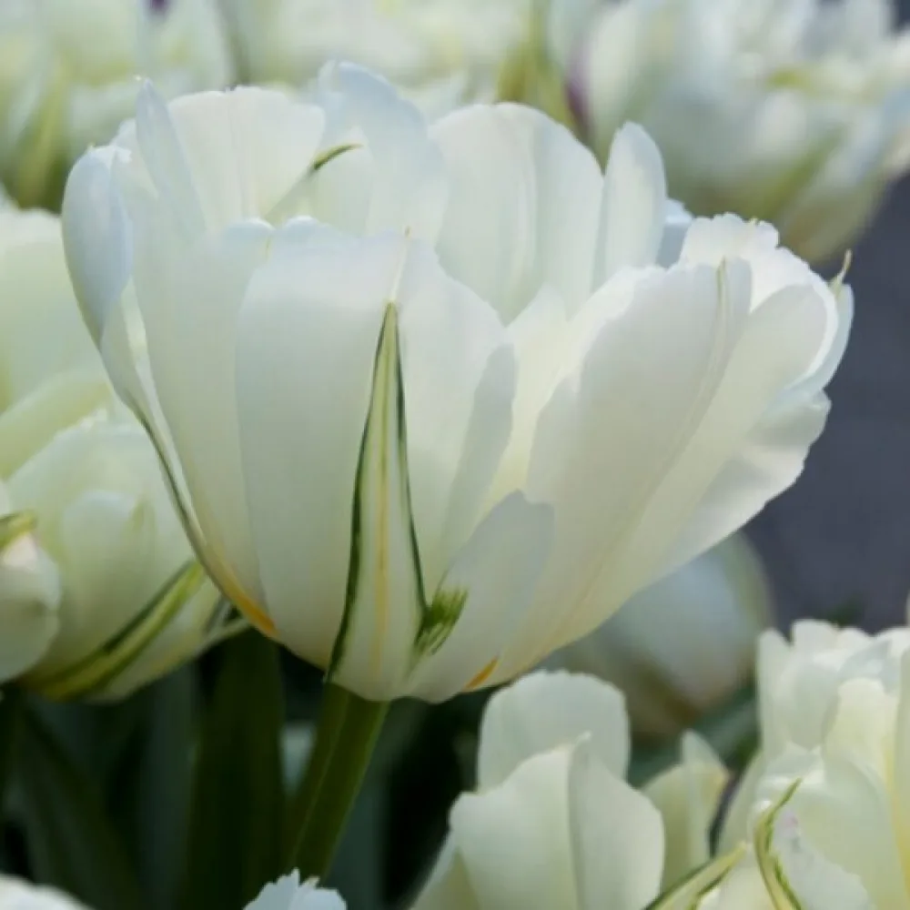 Tulipán Exotic Emperor