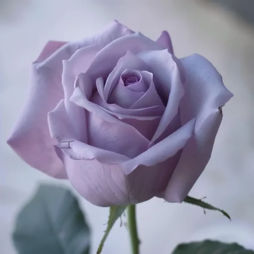 Rózsa Blooming Symphony - szabadgyökerű