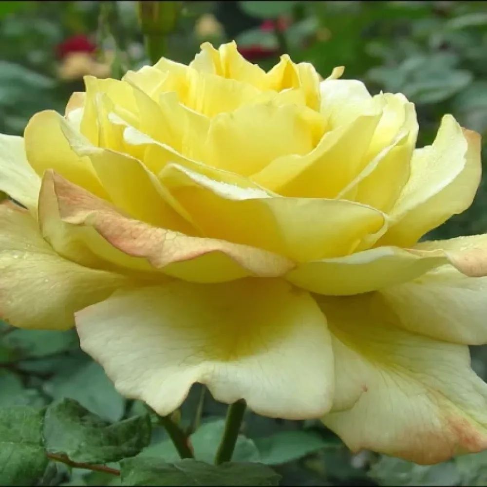 Rózsa Radiant Gold - szabadgyökerű