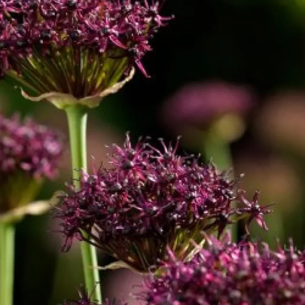 Díszhagyma Atropurpureum (sötétbíbor)