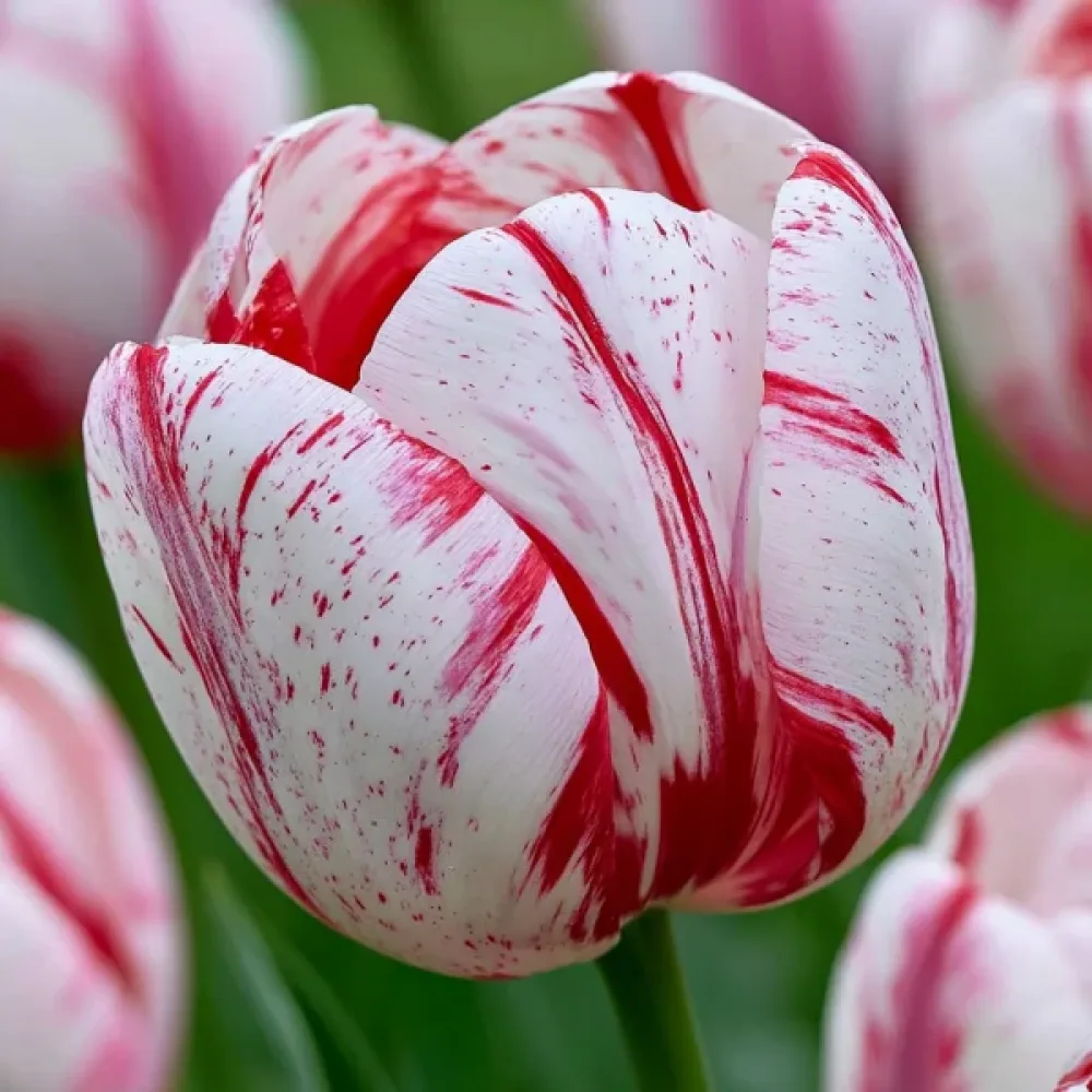 Tulipán One Direction (krémszínű)