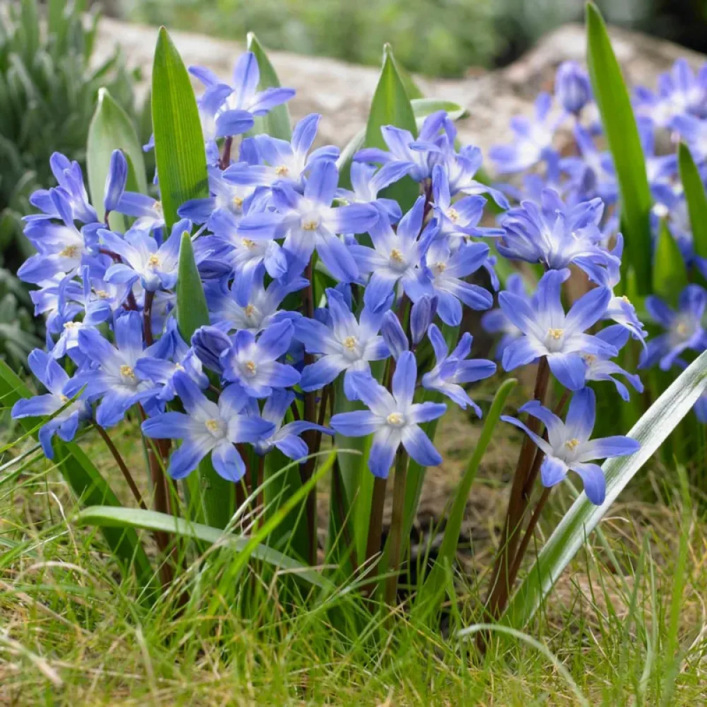 Hófényvirág Blue Giant (kék)
