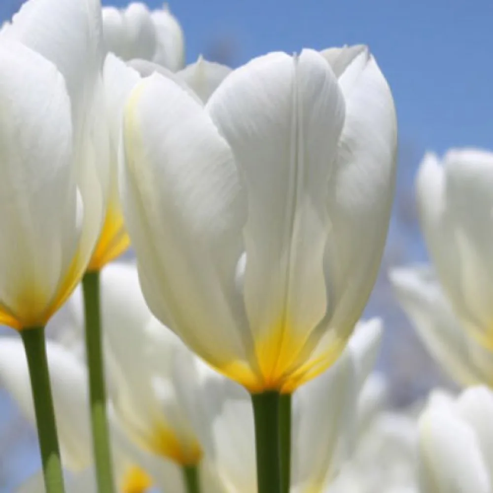 Tulipán Purissima (fehér)