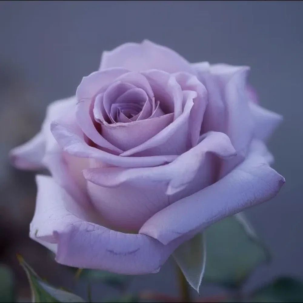 Rózsa Blooming Symphony - szabadgyökerű