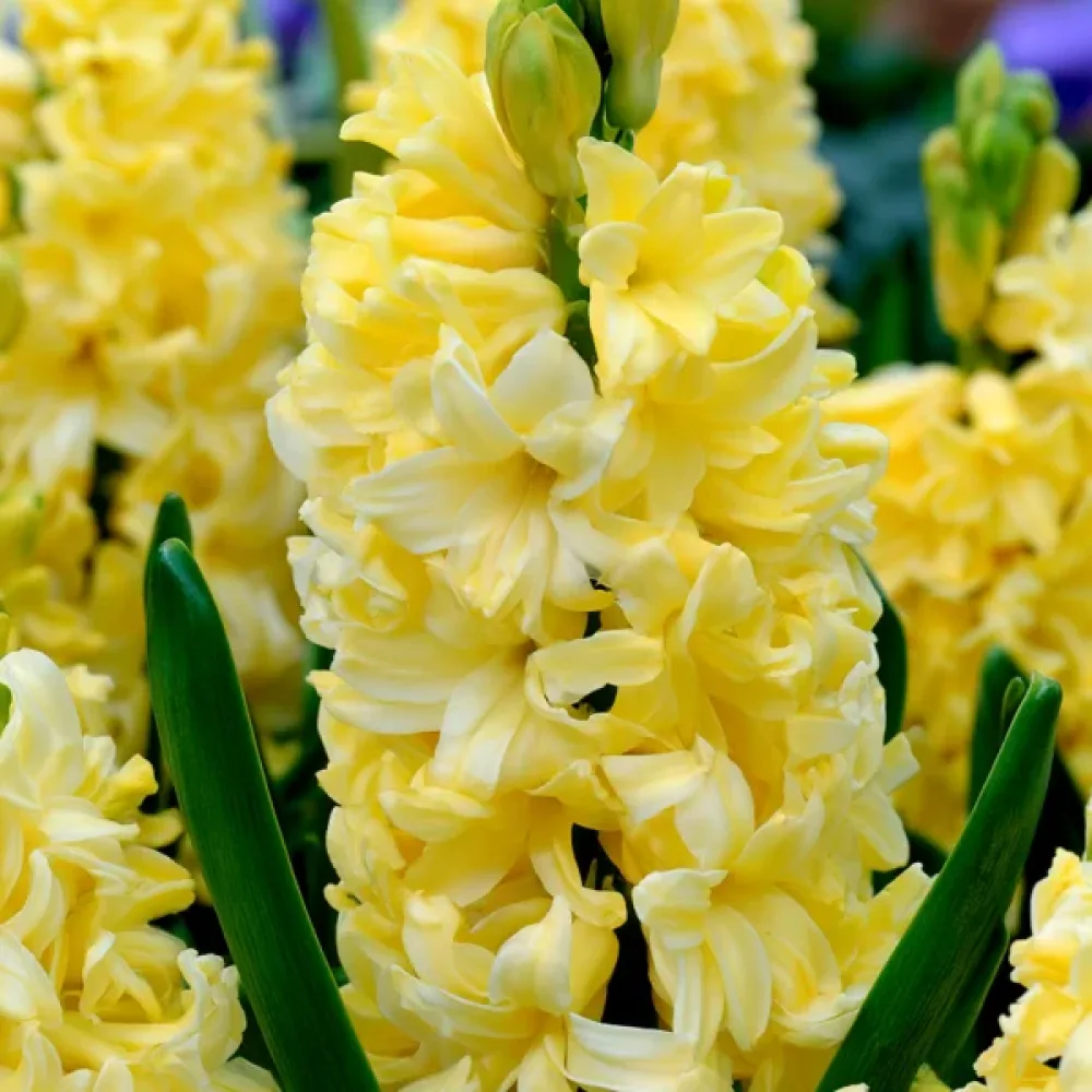 Jácint Yellow Queen (krémszínű)