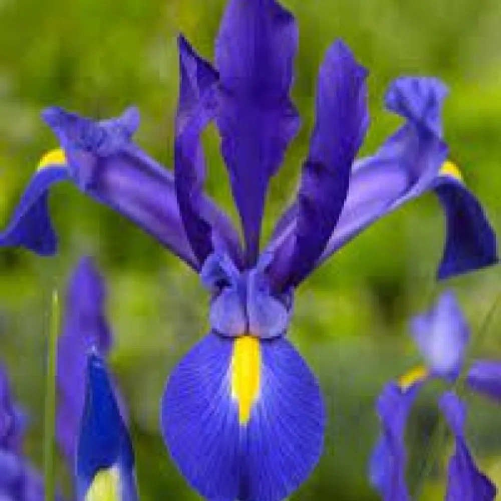 Írisz Blue Magic Hollandica (kék)