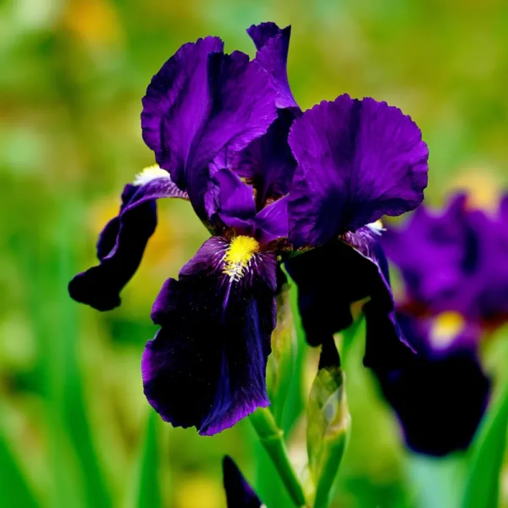 Írisz Purple Sensation Hollandica (lila)