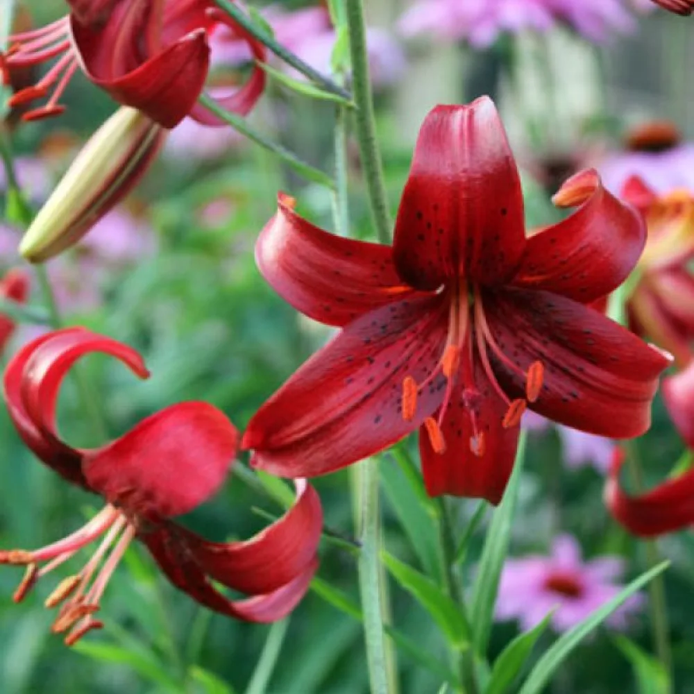Liliom Red Velvet (piros)