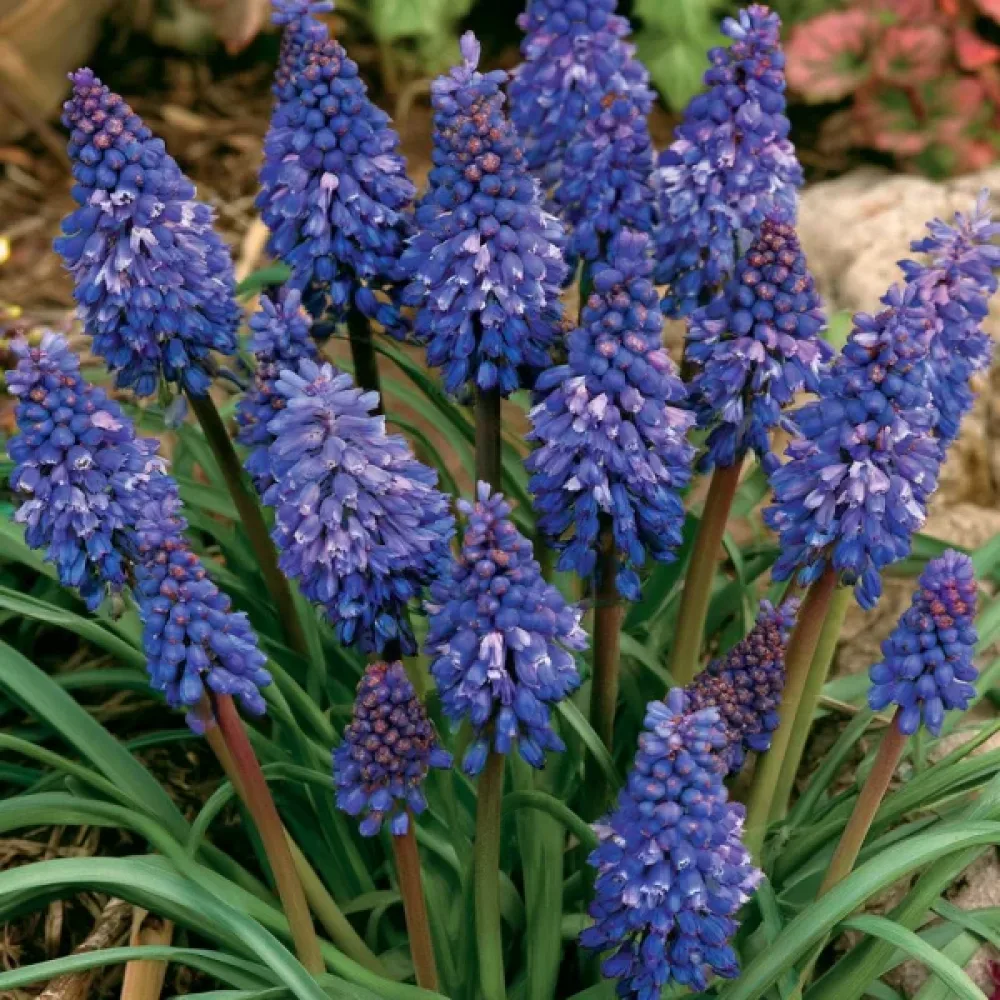 Gyöngyike Blue Spike Armeniacum (kék)