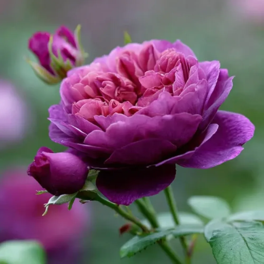 Rózsa Purple Harmony - szabadgyökerű