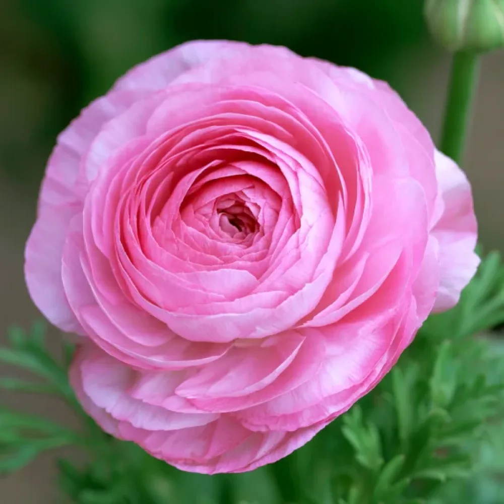 Boglárka Pink Tomer (rózsaszín)