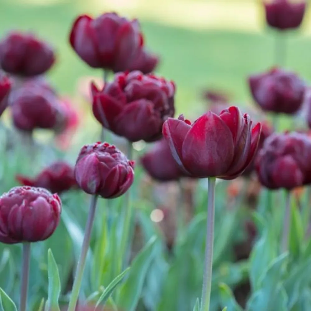 Tulipán Uncle Tom (sötétvörös)