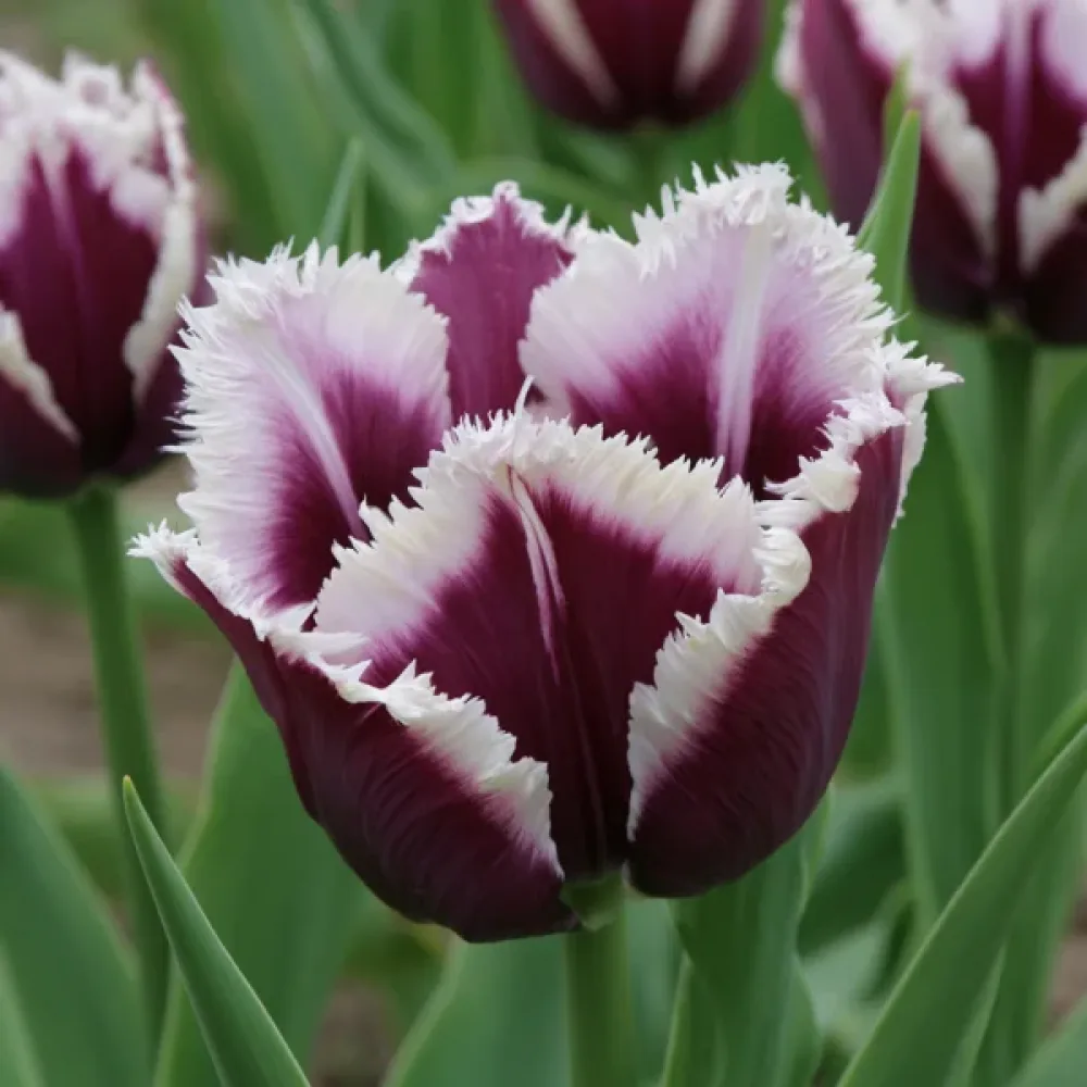 Tulipán Rimini (lila)