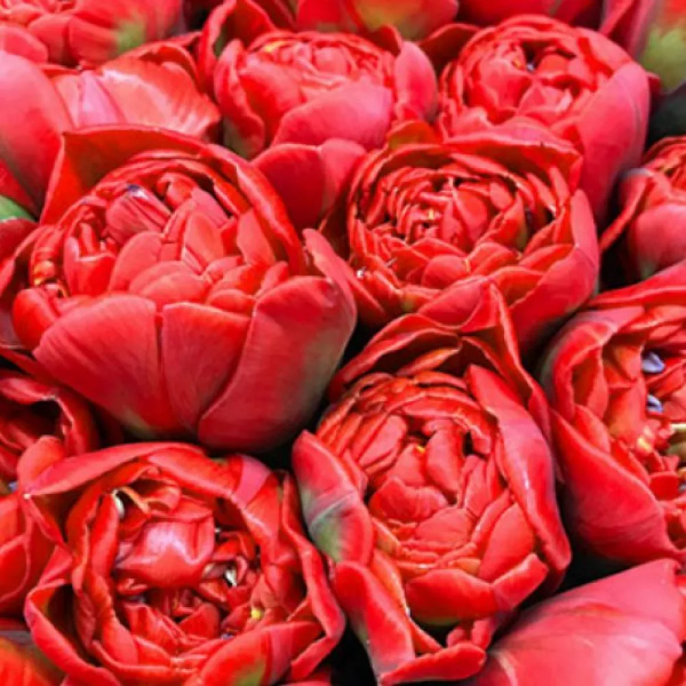 Tulipán Miranda (skarlátvörös)