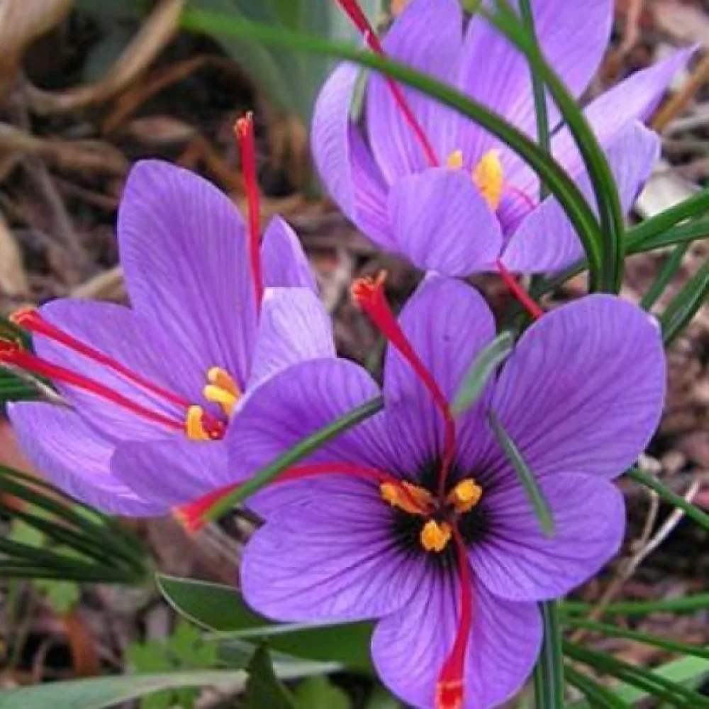 Krókusz Sativus Organic (sáfrány)