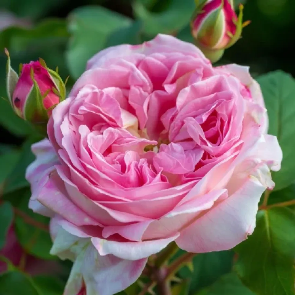 Rózsa Pink Sentinel - szabadgyökerű